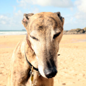 Greyhound, Rescue Image